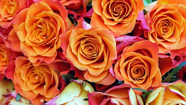 Rose flowers Orange flowers