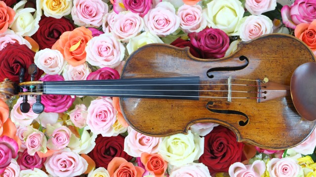 Rose flowers Violin