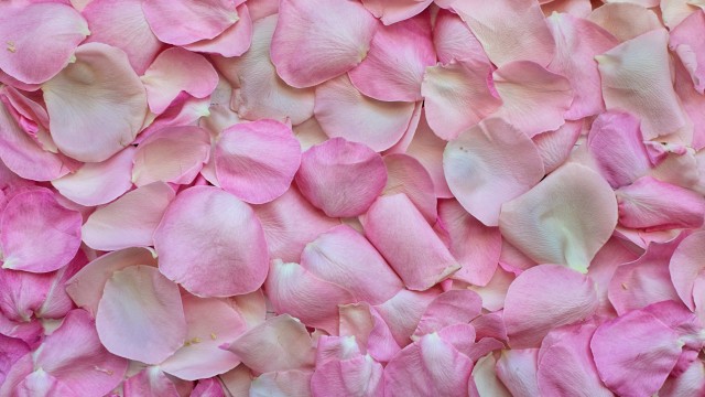Rose Petals Pink