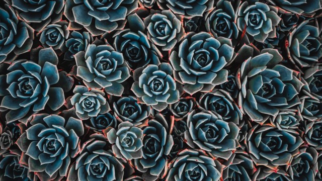 Teal flowers Echeveria