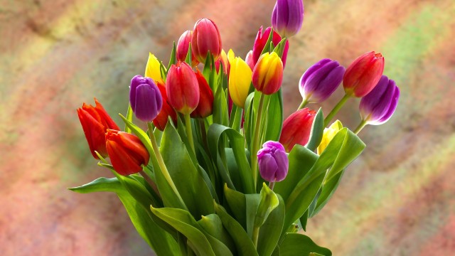 Tulip Bouquet Spring flowers