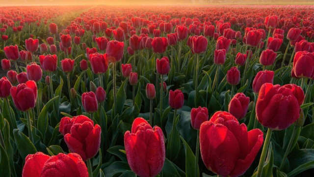Tulip Field Sunrise