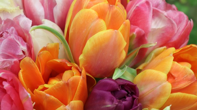 Tulips Colorful