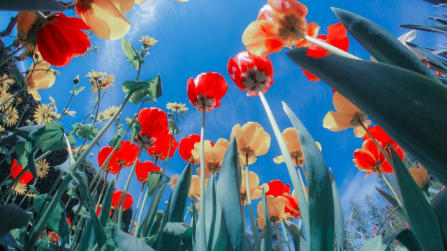 Tulips Flower garden