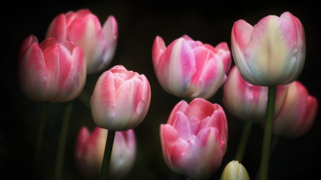 Tulips Pink flowers