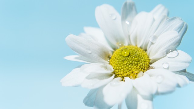 White daisy Daisy flower