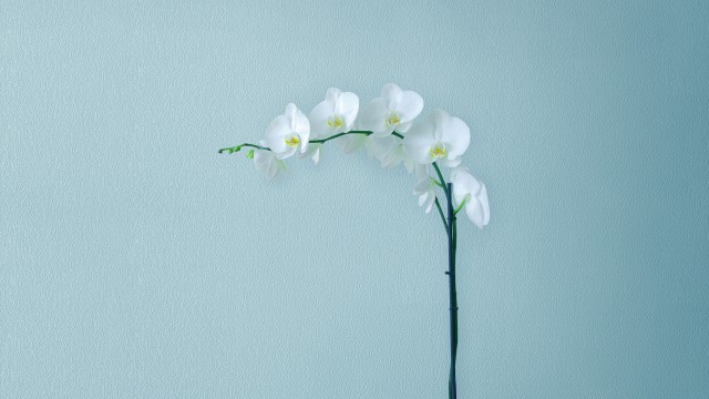 White Orchids Orchid flowers