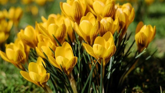 Yellow flowers Saffron Flowers
